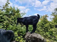 Billy Goat, Damask goat — photo 3