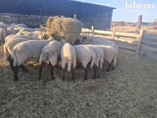 Вівця, Вівці