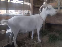 Goat, Saanen goat — photo 2