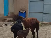 Owca, Owce — zdjęcie 6