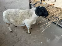 Ram, Dorper sheep — photo 1