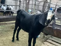 Kozioł, Nubian Goat — zdjęcie 1