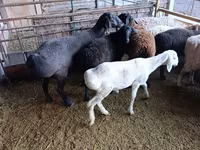 نعجة, Rhon sheep — الصورة 8
