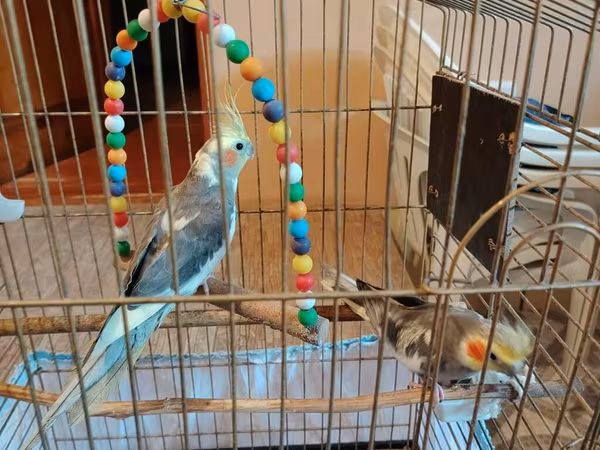Nimfa (cockatiel) cütlüyü və qəfəs dəsti Məhsulun tərkibi: - 2 ədəd
