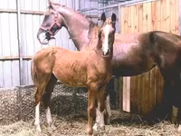 Kůň, Dutch warmblood horse — foto 2