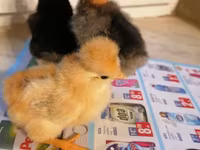 Chickens — 照片 5