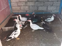 Ducks — Foto 7
