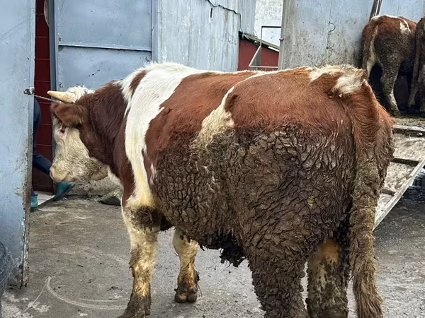 İnək, Simmental cattle