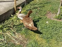 Ducks — फ़ोटो 1