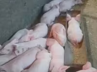 Eber, Schweine — Foto 2