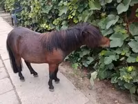 Koń, Shetland Pony — zdjęcie 5