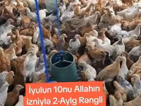Chickens — foto 2
