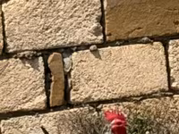 Chickens — photo 7