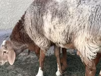 Qoç, Rhon sheep — foto 2