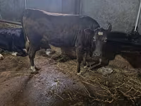 गाय, Russian Black pied cattle — फ़ोटो 4