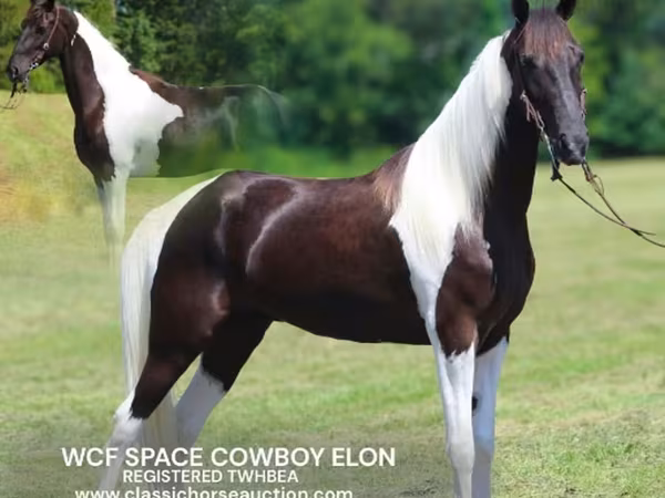 حصان, Tennessee Walking Horse