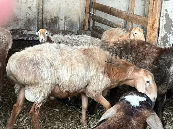 Qoç, Arashan sheep