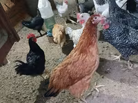 Chickens — photo 2