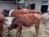Bovinos (lote, sexo não especificado), Bovinos — foto 3