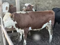 Buğa, Simmental cattle — foto 5