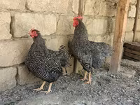 Slovenian Barred Hen — foto 6