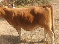 母牛, Cattle — 照片 4