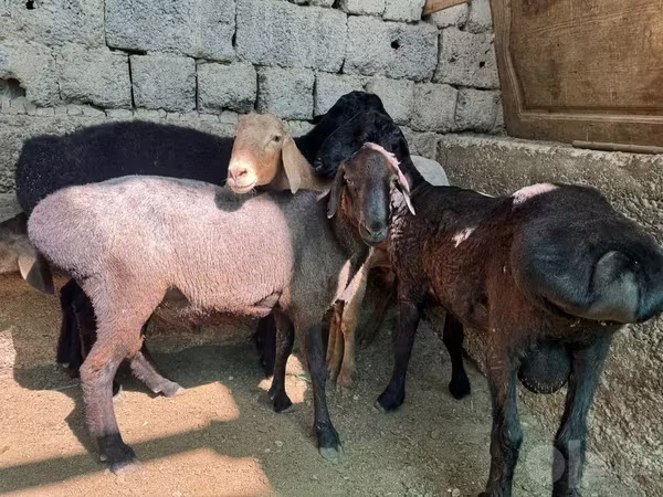 Carnero, Ovejas