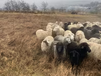 Ram, Sheep — photo 2