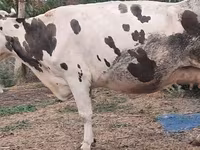 İnək, Russian Black pied cattle — foto 4