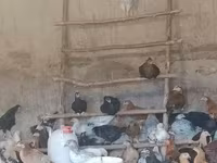 Chickens — photo 3