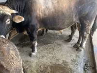 Buğa, Kalmık irqi — foto 1
