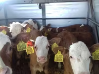 Toro, Simmental cattle — foto 5