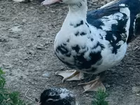 Ducks — photo 2
