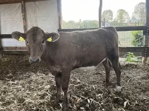 Vaca, Charolais cattle