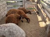 Sheep, Sheep — photo 5