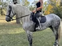 حصان, Andalusian horse — الصورة 1