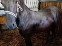 Stute, Friesian — Foto 1