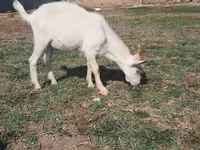 Keçi, Saanen goat — foto 4