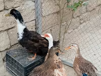 Ducks — photo 1