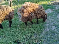 كبش, الأغنام — الصورة 8