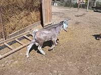 Billy Goat, Goats — photo 8