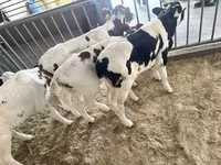 ثور, Simmental cattle — الصورة 6
