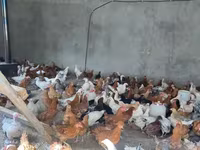 Chickens — الصورة 3