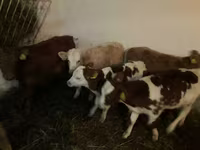 सांड, Simmental cattle — फ़ोटो 2