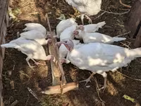Turkeys — الصورة 2