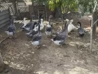 Ducks — zdjęcie 3