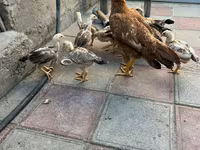 Chickens — photo 8
