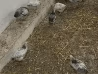 Chickens — photo 3