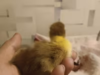 Ducks — Foto 2