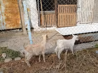 Dişi keçi, Saanen goat — foto 2